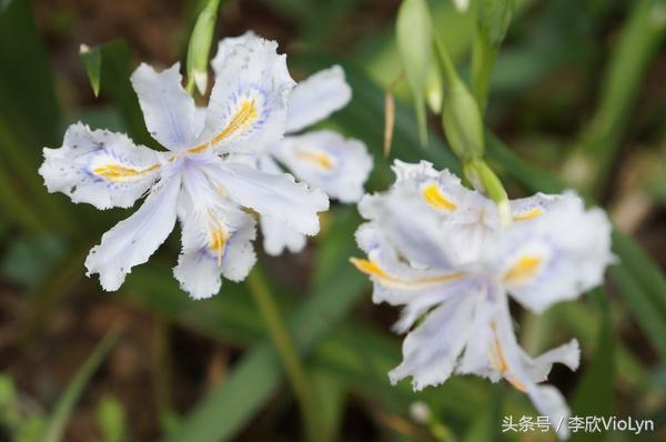 青岩｜一盏清茶一抹暗香，一段黔南往事