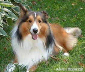 训练狗狗不乱吃地上东西视频,狗狗乱吃东西怎么教育它