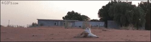 竞彩足彩每日推荐分析 (足彩竞彩十年磨一剑)