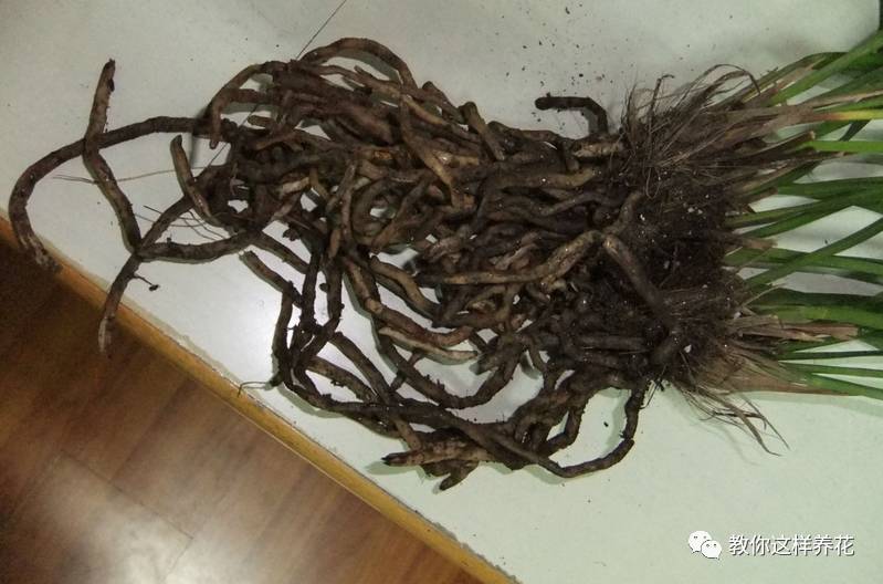 虎尾兰烂根后的花盆和土还能用吗,虎尾兰枯萎了