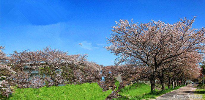 日本樱花祭，春风十里不如你
