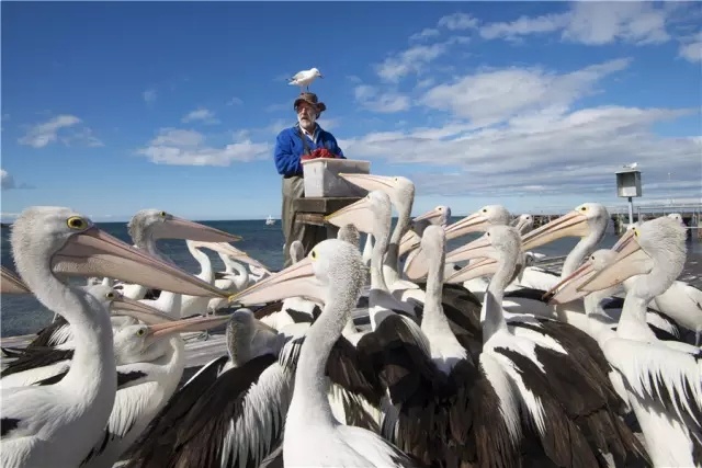 澳大利亚袋鼠岛旅游攻略,袋鼠岛旅游