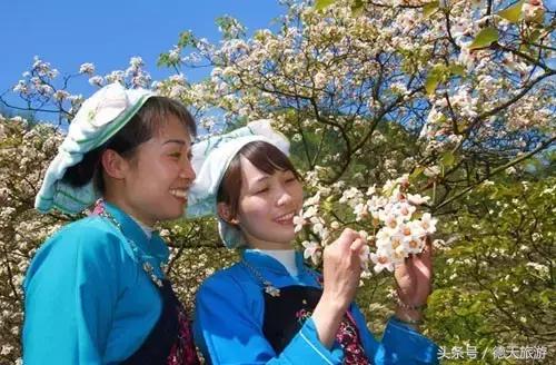 油桐花节完整视频,油桐花旅游节
