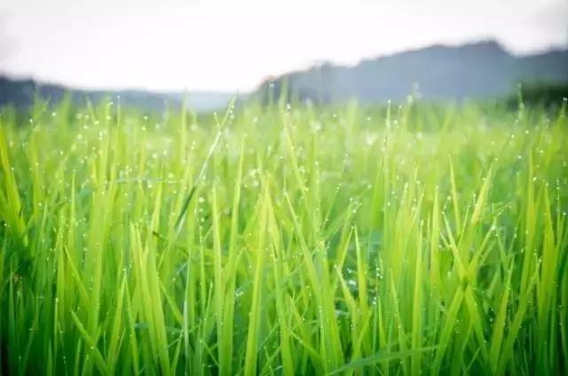 在邓丽君最爱的清迈小城，住进这个稻田间的别墅