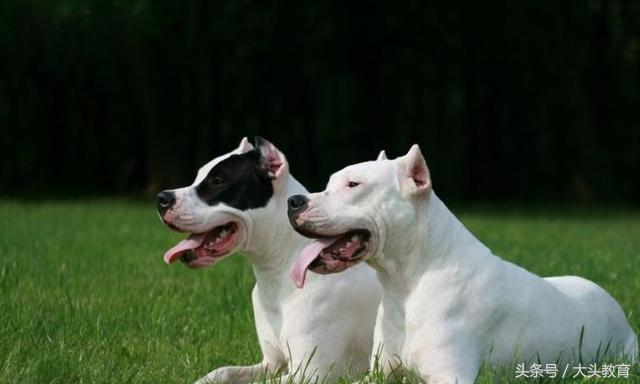 世界公认最佳十种护卫犬,世界公认最强的十大护卫犬