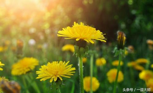 农村常见的粉红色野花,农村常见的8种野花