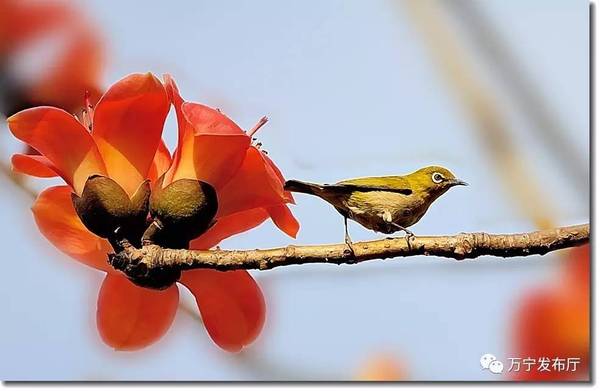 木棉花礼赞作文,木棉花之语