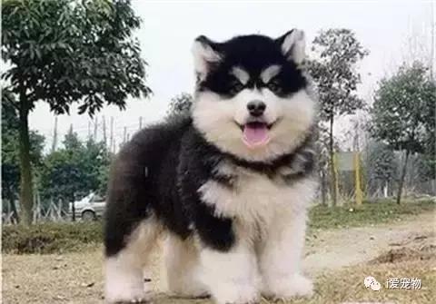 买狗狗还是选择一个靠谱的犬舍,买狗狗去犬舍买吗