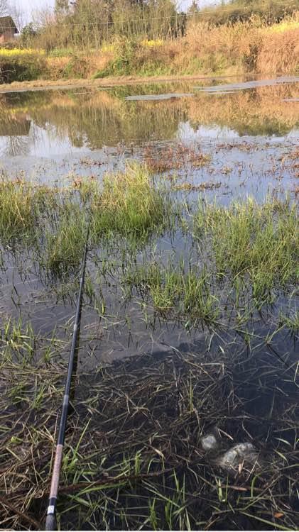 人民币打窝子，巧夺大黑鱼！