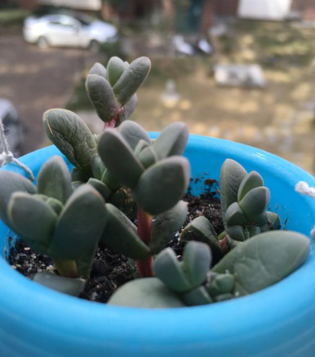 鹿角多肉的养殖方法和注意事项,鹿角多肉如何养殖视频