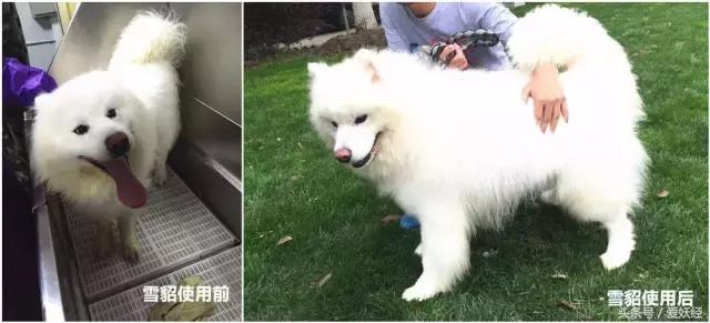 爱妖经养宠怎么玩,爱妖经