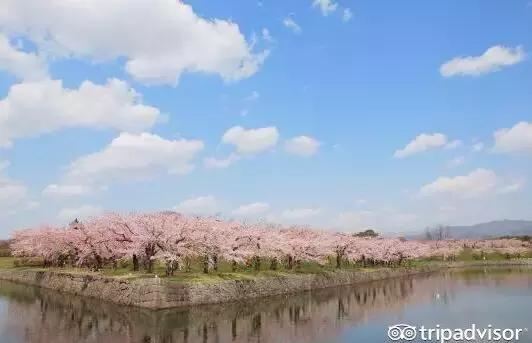 正逢樱花烂漫,何必远行带上这份攻略带你去赏樱