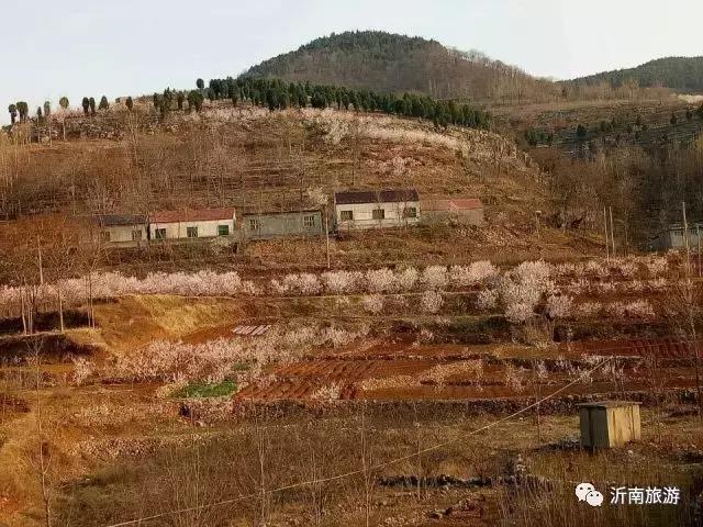 山东沂南秋日花海醉游人,沂南周边看梨花景点