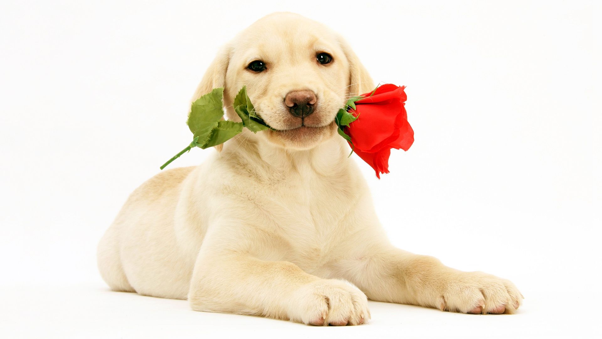 生肖狗出生时辰对照表,夜里出生的生肖狗好吗