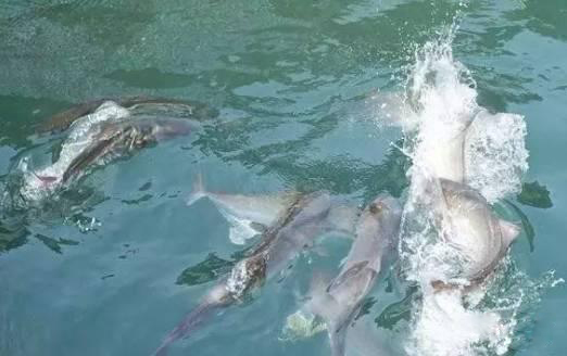 四海大讲堂钓鱼地点,四海钓鱼视频发现绝活