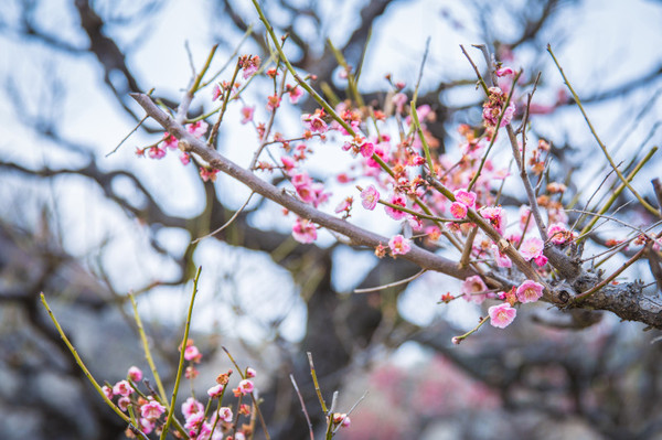 樱花烂漫几多时完整版,日本樱花节赏樱攻略视频大全