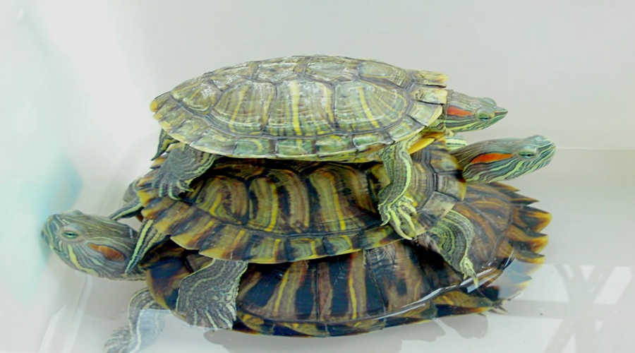 养小龟教程,新手如何饲养小龟