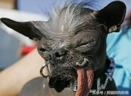 世界最丑的狗品种排名,长得最丑的狗叫什么