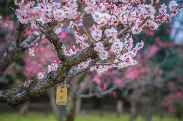 樱花烂漫几多时完整版,日本樱花节赏樱攻略视频大全