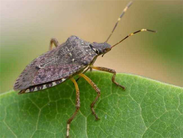 有钱人吃鹿茸的好处,有钱人吃鹿茸好处