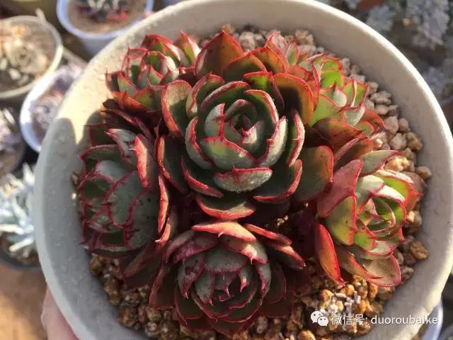 多肉为什么比较坑,多肉基础知识详解