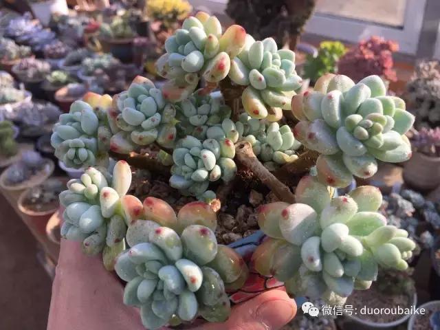 多肉为什么比较坑,多肉基础知识详解