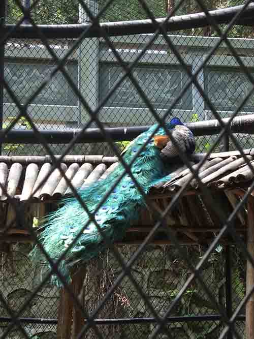 深圳的东湖公园怎么样,深圳市东湖公园