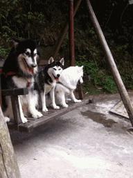 男子吐槽萨摩吃便便，网友坏笑给这建议，超省钱再也不用买狗粮了