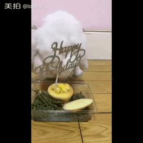 邂逅愚人节！别被兔兔蠢萌的外表所迷惑！