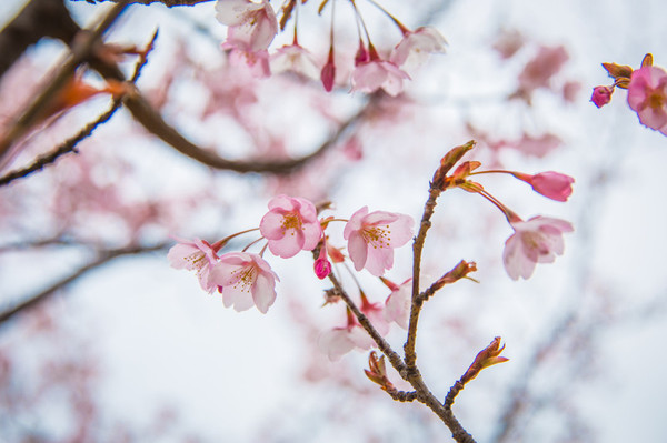樱花烂漫几多时完整版,日本樱花节赏樱攻略视频大全