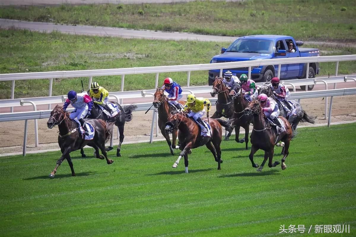 走！明天去成都温江看世界顶级赛马（内附观赛攻略）