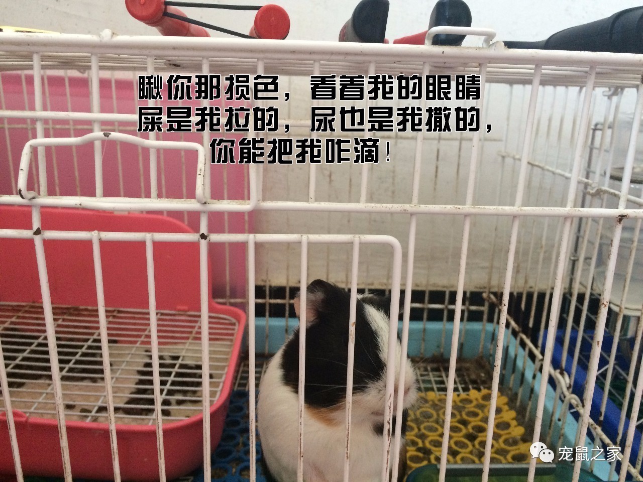 荷兰猪尿垢怎么清洗,荷兰猪尿渍怎么处理