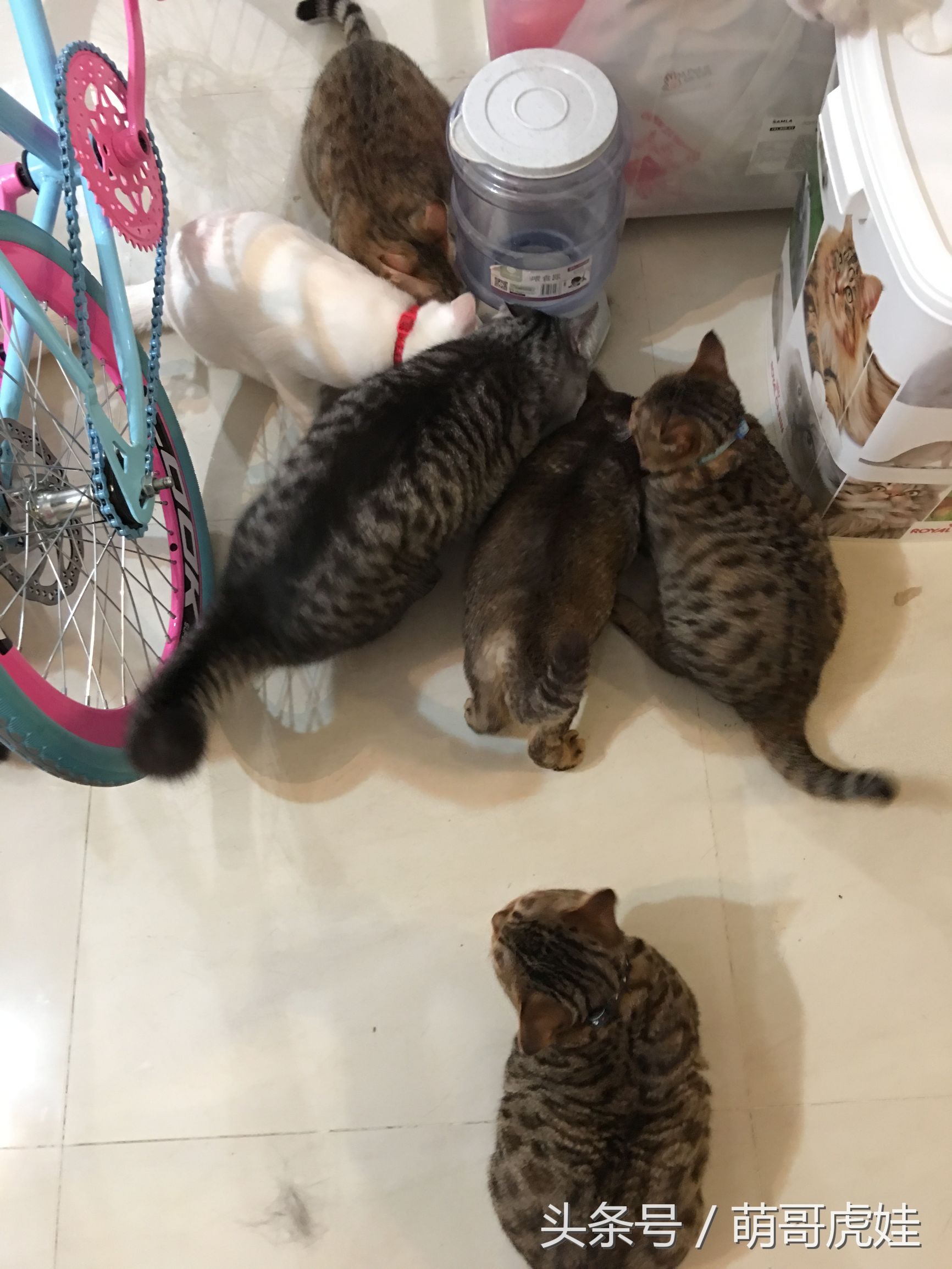 一铲屎猫咪就吃猫粮,猫咪铲屎官推荐猫粮