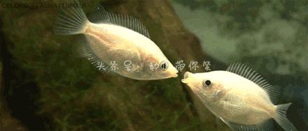 海鲜皮皮虾最好吃,皮皮虾那些坑爹的瞬间