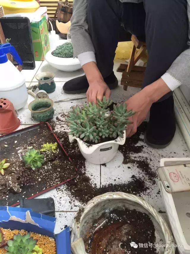 多肉为什么比较坑,多肉基础知识详解