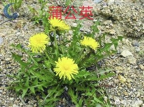 蒲公英的十大功效与四大禁忌,蒲公英好处有哪些