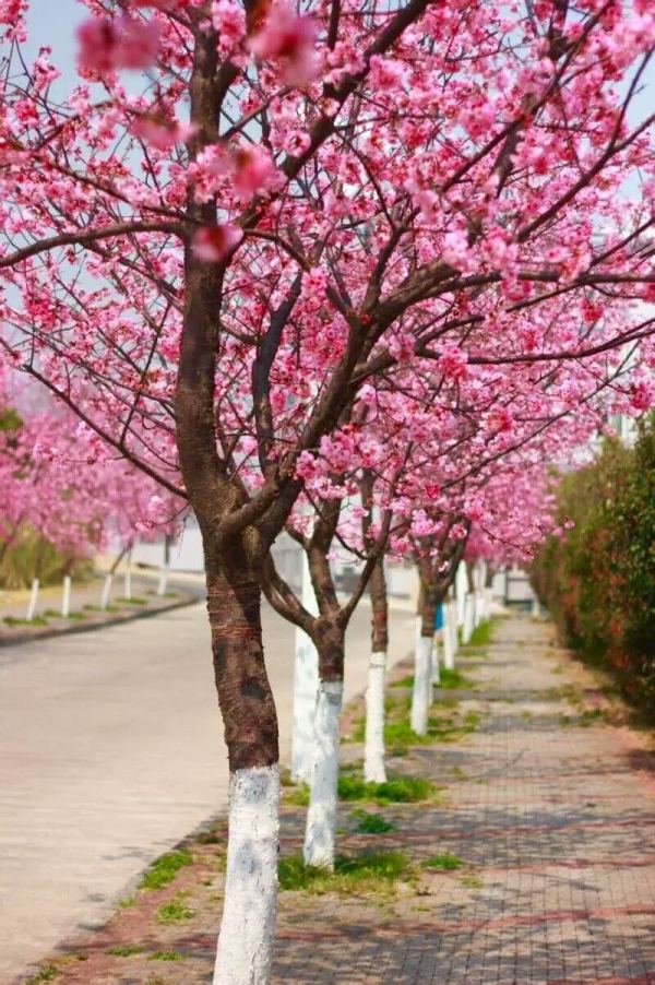 在大理读书日子,去大理读书