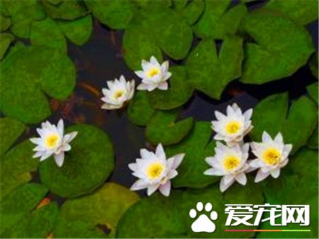 睡莲种子浸泡几天才能出芽,睡莲催芽最简单的方法