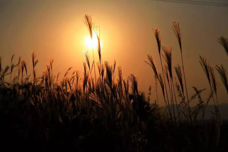 诗词创作回文诗,李煜回文诗鉴赏