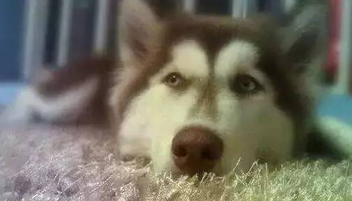 原谅我这一生不羁放纵完整版,原谅我这一生不羁放纵群星版