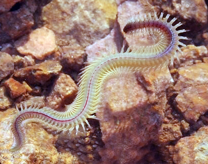 有毒的虫子成为人类的美食,这些奇特的虫子食物你尝试过吗