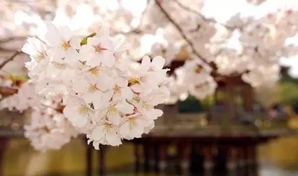 美爆了春天好去处,天津春天赏花的地方有哪些推荐