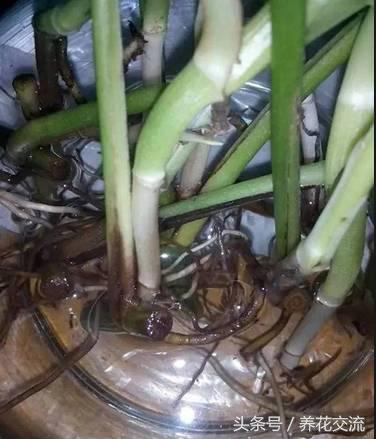 烂根的绿萝怎么补救,刚种绿萝烂根最好的处理方法