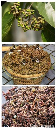 大别山深处的绝美山珍!