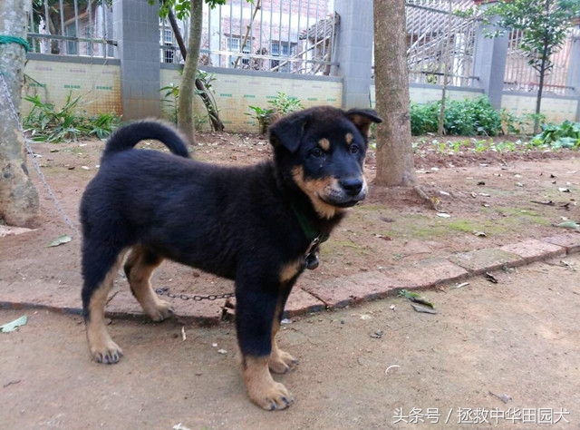 四眼中华田园犬土狗,四眼土狗不立耳的样子