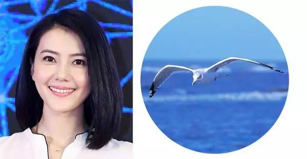 刘亦菲海鸥眉怎么修,刘亦菲的三个不同妆容