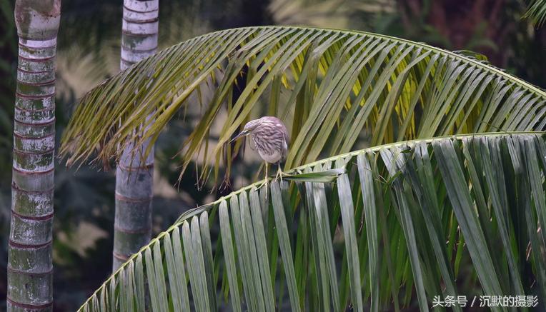 姹犻弓鎹曟崏,姹犻弓鎶撻奔寰堝帀瀹冲悧