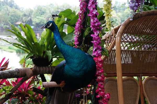 呀诺达热带雨林公园票价,呀诺达热带雨林景区官网
