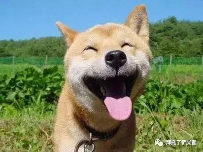 日本土狗为什么那么可爱,日本土狗是柴犬还是秋田犬