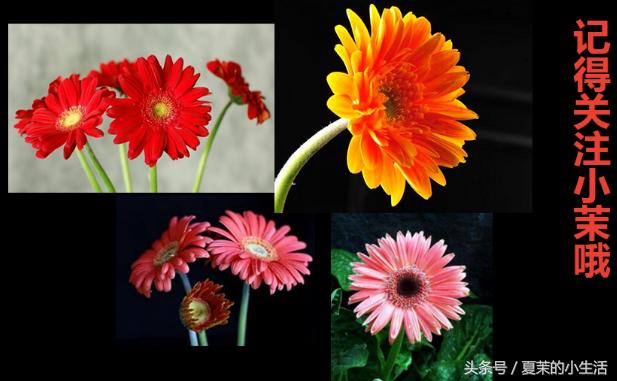 新乡的你要知道，养这些花对身心好，最后一个能吃